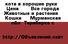 кота в хорошие руки › Цена ­ 0 - Все города Животные и растения » Кошки   . Мурманская обл.,Териберка с.